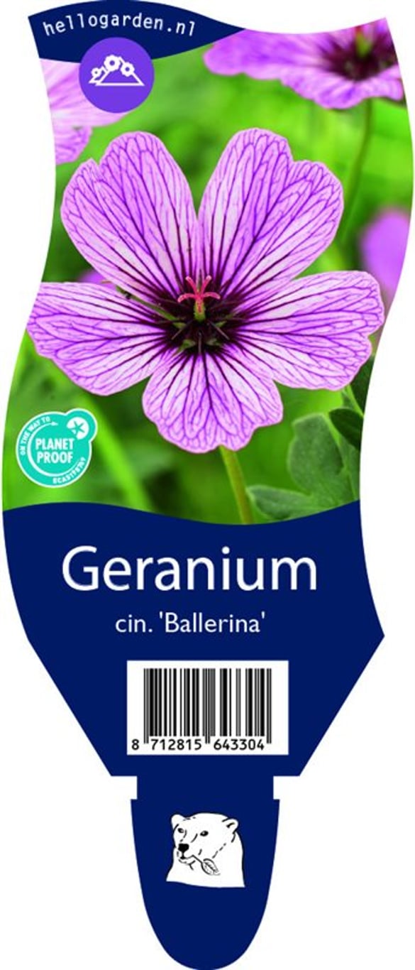 Geranium cin. 'Ballerina' - P11